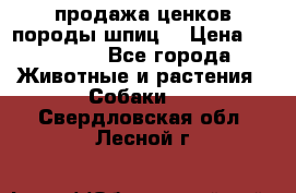 продажа ценков породы шпиц  › Цена ­ 35 000 - Все города Животные и растения » Собаки   . Свердловская обл.,Лесной г.